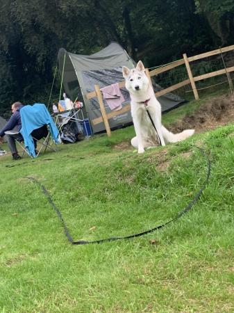 Image 3 of 4year old Siberian husky for sale