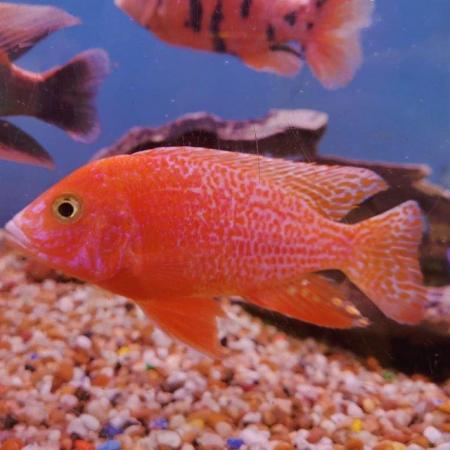 Image 11 of Large Selection of African Cichlids