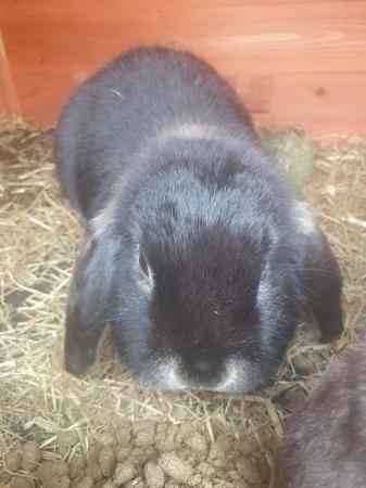 Image 1 of 1 Year old bunnies for sale