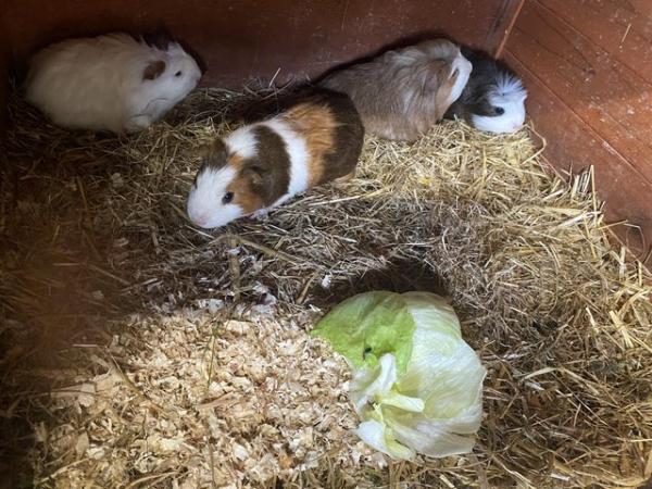 Image 11 of Baby Guinea pigs - males