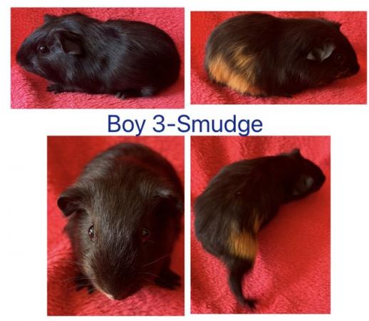 Image 3 of Baby boy/male/boar Guineapigs ready june