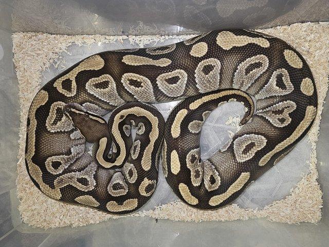 Preview of the first image of Adult female mojave royal python ????.