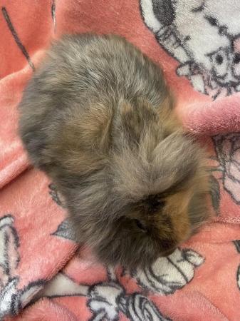 Image 6 of Beautiful 7 week old bunnies for sale.