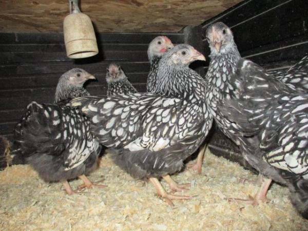Image 5 of 6 Silver Laced Wyandotte Bantam Hatching Eggs. Quality Bird