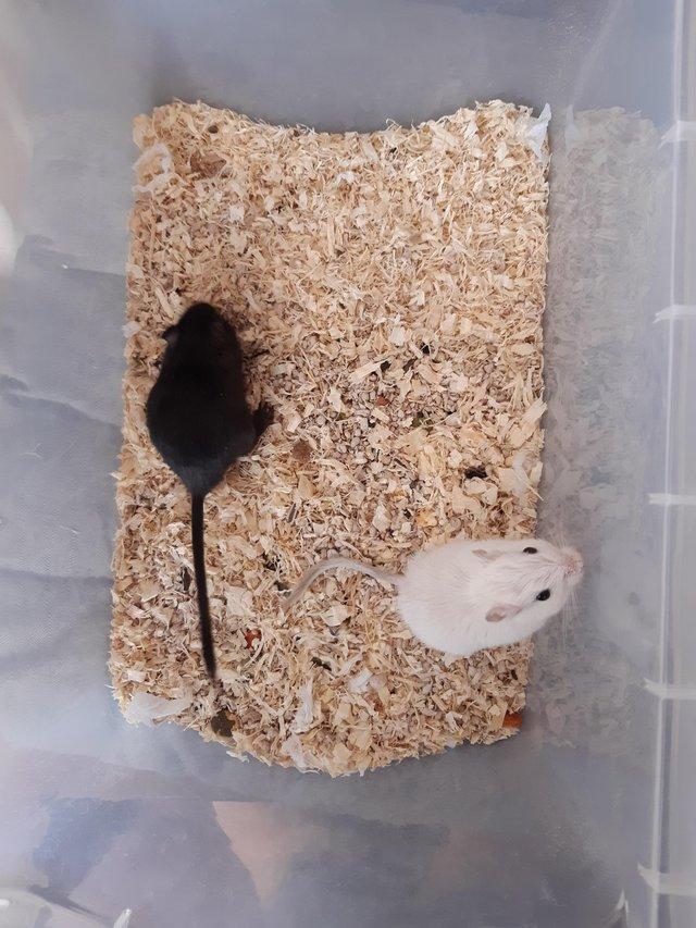Preview of the first image of Super friendly gerbils from hobby breeder.