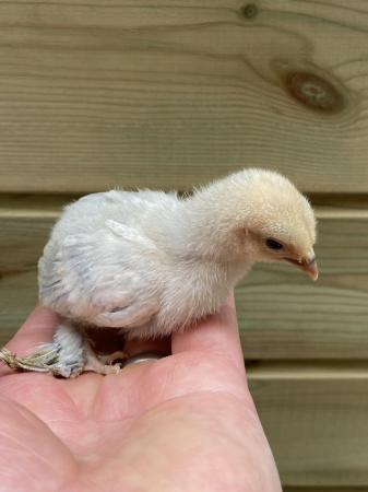 Image 3 of 6week old Sablepoot chicks for sale