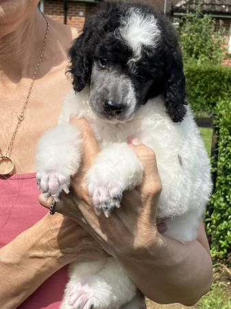 Image 2 of KC reg heath tested blue/silver standard poodle puppies