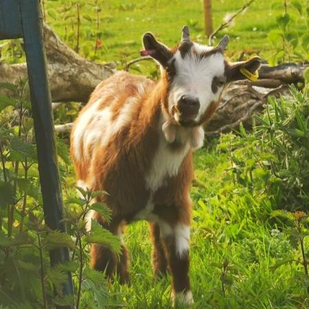 Image 1 of Pygmy goat wether 5 months