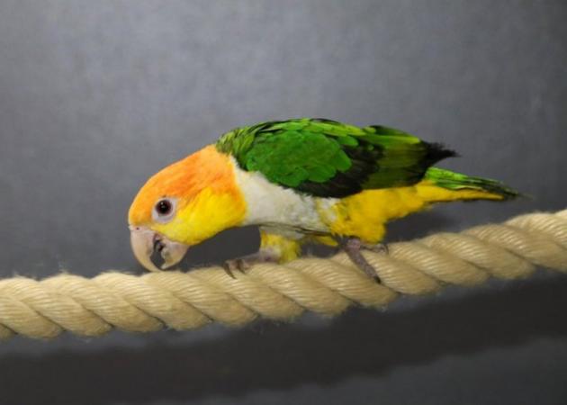 Image 2 of Baby Yellow Thigh Caique for sale,19