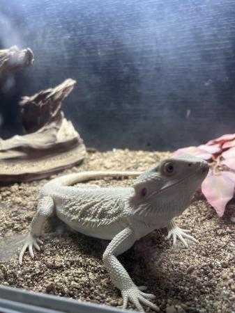 Image 1 of Zero male bearded dragon and set up