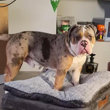 Image 4 of Old english bulldogge for sale