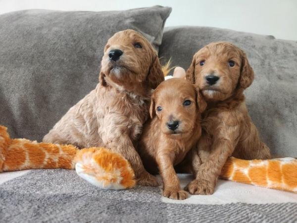 Image 12 of GORGEOUS COCKAPOO PUPPIES FOR SALE