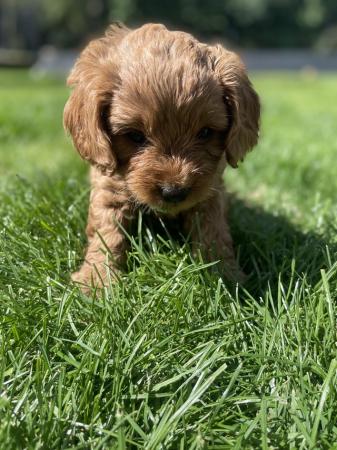 Image 9 of *DNA HEALTH TESTED* Cavapoo puppies