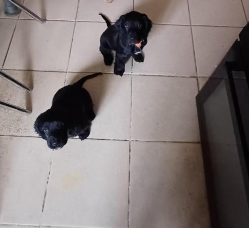Image 1 of Sprocker Spaniel Puppies for sale