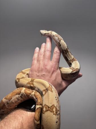 Image 4 of Boa constrictors male and female