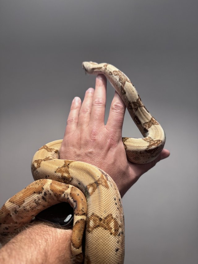 Preview of the first image of Boa constrictor hypo male.