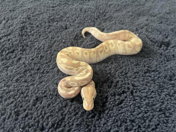 Image 3 of Snake collection for sale