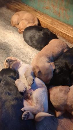 Image 3 of Labrador X cocker puppies