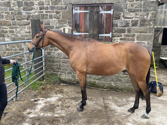 Preview of the first image of Archie - Westside Northern Soul - Sports Horse Registered.