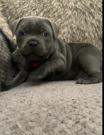 Image 1 of Kc Blue Staffordshire bull terrier pups Ready next week