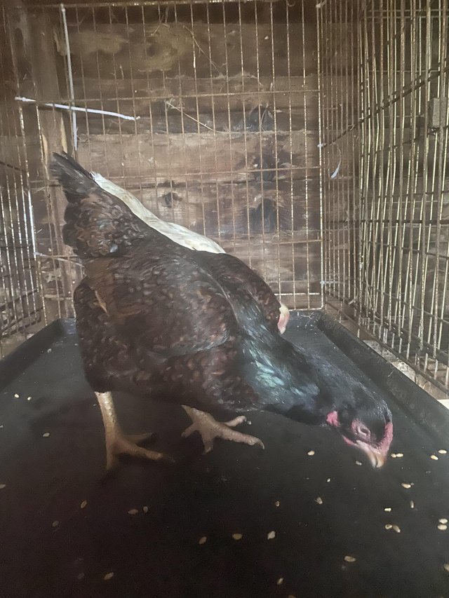 Preview of the first image of 2 Indian Game pullets just started laying.