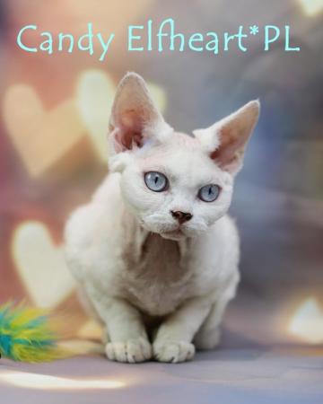 Image 7 of Devon Rex Candy boy for small home breeding
