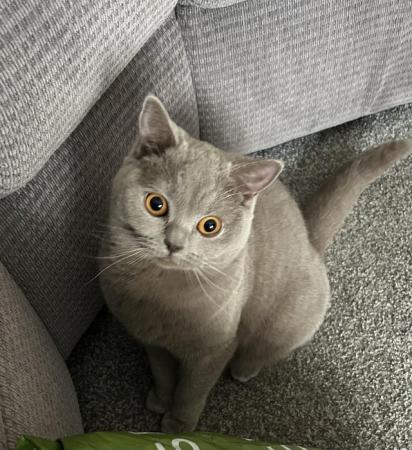 Image 3 of British shorthair cat available
