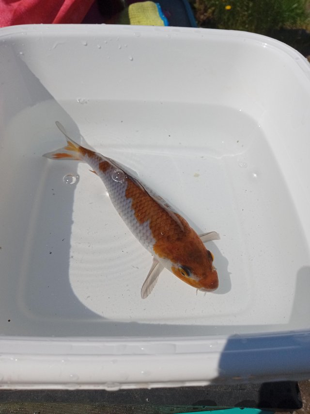Preview of the first image of Koi fish       (around 6 Inch).