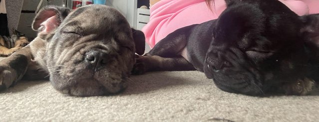 Image 6 of FRENCH BULLDOG PUPPYS LAST TWO PUPS LEFT