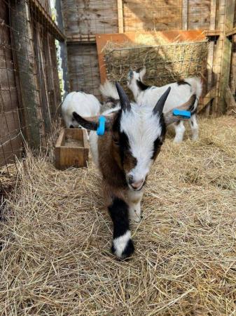 Image 2 of 2 Pygmy goat wethers for sale