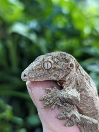 Image 5 of Giant New Caledonia Gecko- Rhacodactylus leachianus henkeli