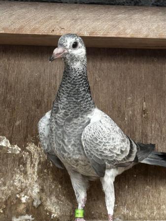 Image 7 of Racing pigeons well bred **last few remaining**