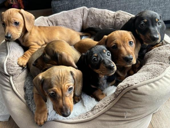 Image 5 of Miniature Dachshunds READY NOW