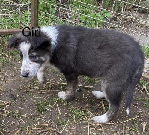 Image 2 of Welsh collie x border collie puppies
