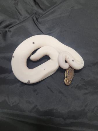 Image 6 of Cb23 royal pythons mojave, pied , pastel. Cinni pied