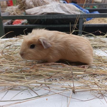 Image 3 of Guinea pig boars baby young pretty smooth cream funky