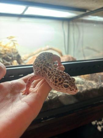 Image 3 of Leopard gecko with full set up