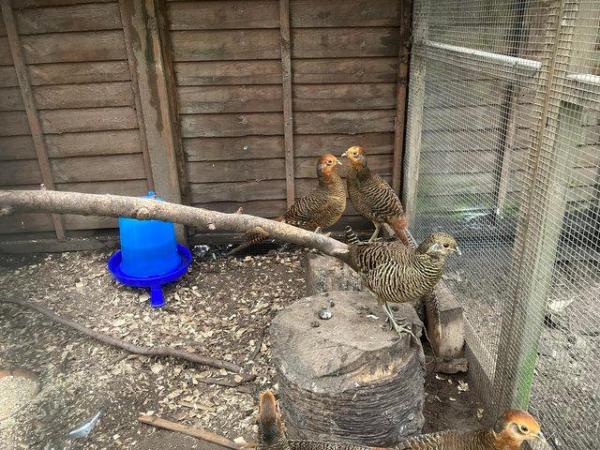 Image 4 of Golden pheasant male hatched 2023