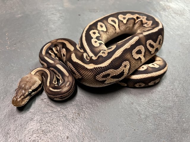 Preview of the first image of Mojave Fire Darkling Male Ball Python.