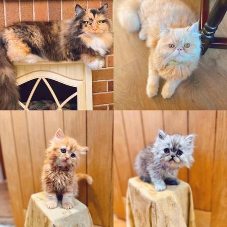 Image 5 of 2 Adorable pure Persian kittens