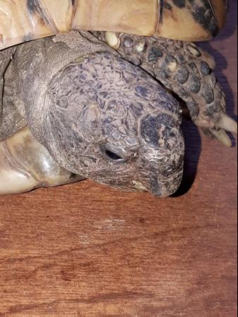 Image 3 of 23 year old Hermanns Tortise with A10 Cert looking for a new