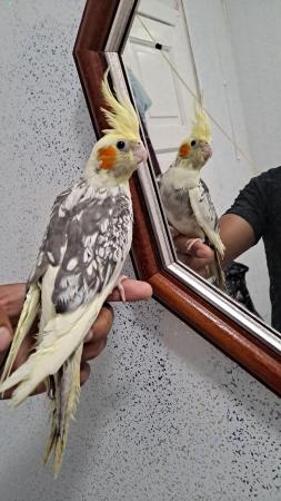 Image 2 of Silly hand tamed baby cockatiel for sale