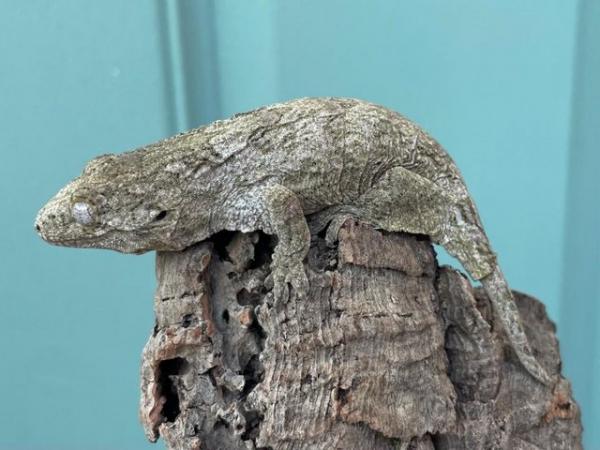Image 3 of Pure Moro Baby Leachianus Geckos