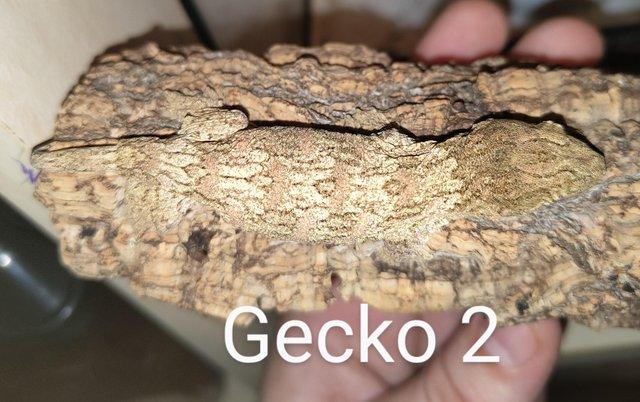 Preview of the first image of Leachianus gecko hatchlings - pink parent mixed locale..