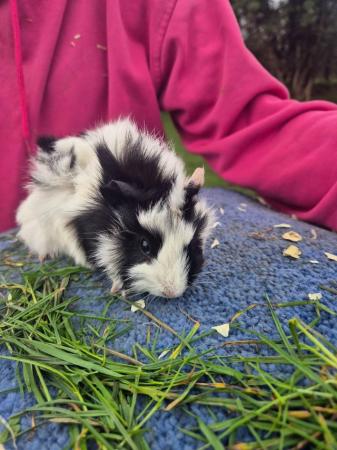 Image 2 of Still avaliable 9 week old male guineapigs