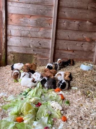 Image 5 of 8 week old guinea pigs ready for new hutches