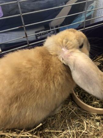 Image 4 of 15 week old rabbit French lop