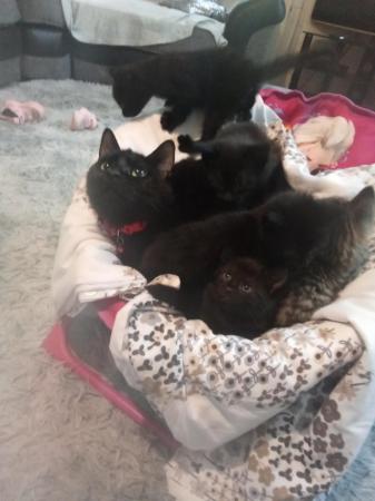 Image 5 of 9 week old kittens READY NOW FOR FORVER LOVING HOMES