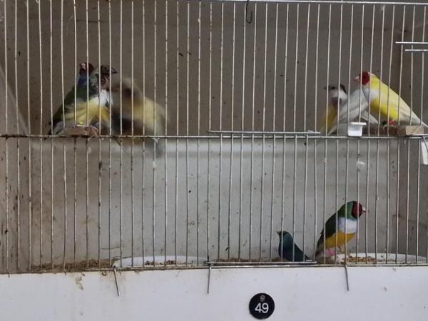Image 3 of Gouldian and Bengalese finches for sale
