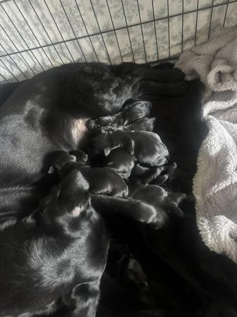 Image 8 of Playful Black Labrador pups - perfect family dogs
